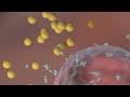Understanding Hypersensitivity and Immune Responses