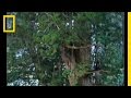 Redwood Trees and Photography Techniques