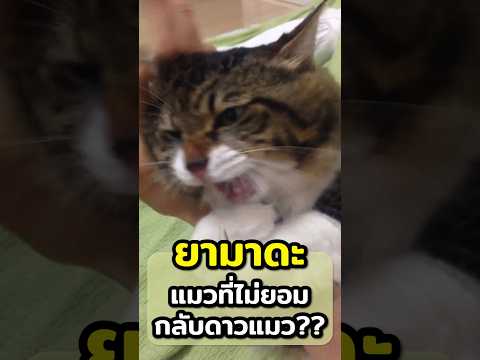 ยามาดะ แมวที่ไม่ยอมกลับดาวแมว?? | ข่าวคุๆ #ญี่ปุ่น #แมว
