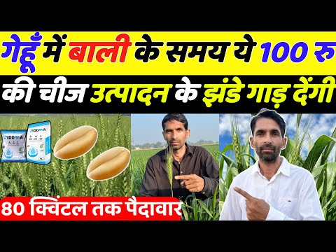 गेहूँ में बालियों के समय 30% उत्पादन बढ़ाओ सिर्फ़ 100 रुपये में | Gehu me npk spray | Gehu ki kheti