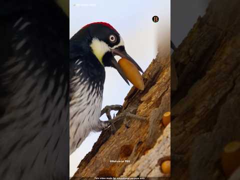 পৃথিবীর সবচে বুদ্ধিমান কাঠঠোকরা পাখি 🐦#shorts #ytshortsfeature