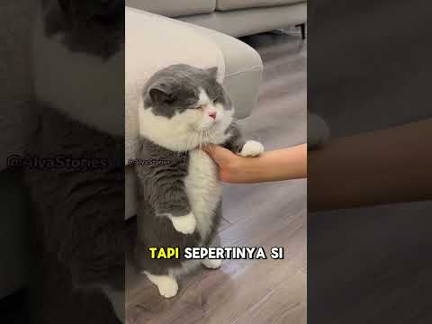 Si Gendut Kena Omel Majikan Karena Makan Terus