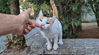 Adorably cute and very friendly Street Cat.🐱