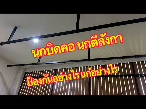 นกบิดคอนกตีลังกาป้องกันอย่างไรแก้อย่างไรคลิปนี้มีคำตอบ