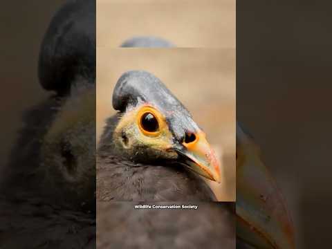 Maleo Birds Don't Care