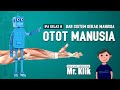 Understanding Human Muscles