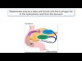 Hormonal Regulation of Digestion