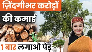 एक बार लगाओ पेड़, हर साल कमाओ लाखों! शीशम खेती की पूरी जानकारी 📈