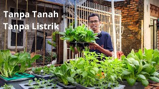 3 FAKTOR PENTING DALAM MENANAM SAYURAN HIDROPONIK SEDERHANA