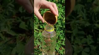 My grandma taught me these secret plant hacks popular in the past