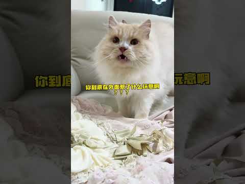 【#布丁仔和泡芙妹的一天】我家猫最后这反应?!到底是怎么了呀...... #猛兽 #熊 #白虎 #猫咪迷惑行为大赏