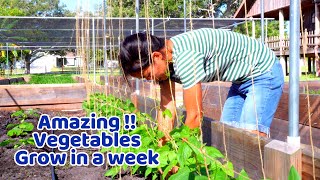 Vegetables grow super fast in a week, what is the magic?