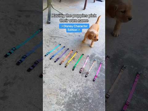 Meet the puppies 🐾 #goldenretriever #puppy #goldenretrieverpuppy #doglover #explorepage