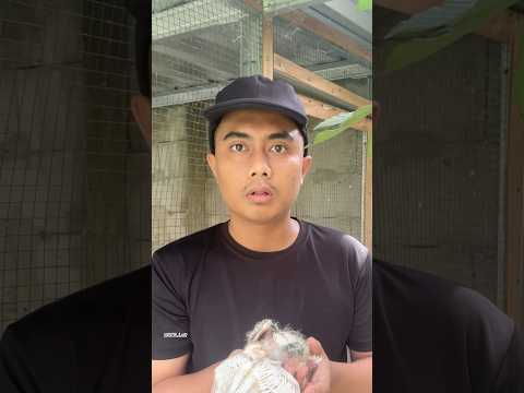 Terlanjur besar anakan merpatiku