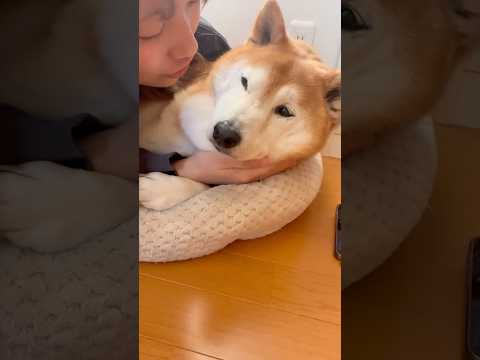 柴犬福 うるさい部屋から逃げた先で姉に捕まってしまった時の柴犬🤣Sis and Shiba🤣#姉と柴 #shorts #funny #柴犬 #funnydog #shibainu #시바견