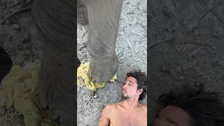 Elephant smashes melon with feet 🦶🐘 #elephant