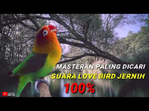 LOVE BIRD NGEKEK PANJANG TANPA IKLAN