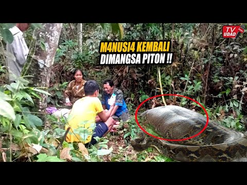 Pamit ke Kebun!! Baru Saja Seorang Wanita Ditelan Ular Piton Raksasa, Warga Tak Mampu Menyelamatkan