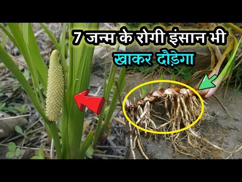 ये पावरफुल जड़ी बूटी जिसके सामने दुनिया के सभी दवा तुक्ष है, 1 खुराक काफी है गर्भवती होने के लिए//