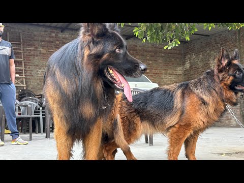 German Shepherd Rottweiler Labrador Dog kennel in Ambala Haryana India #doggyzworld