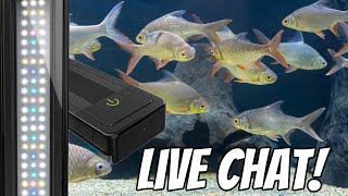 Does Your Aquarium REALLY Need Lights?