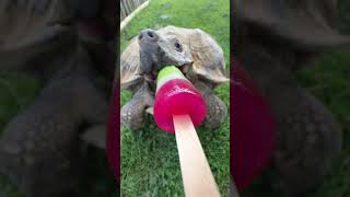 Ice cram POV at the zoo
