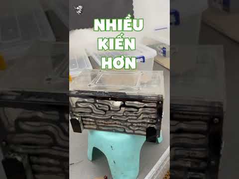 Tui bị nghiện Kiến rồi...|Thèm Bò Sát#shorts