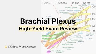Brachial Plexus: High-Yield CONDENSED Anatomy for Med School, Clinical Must Knows, Oral Spot Exams