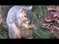 Video Content Analysis