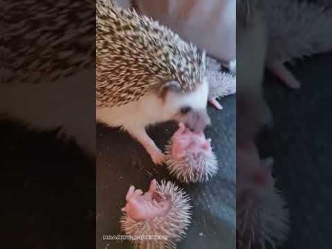 Hedgehogs are Cute Animals!❤️❤️❤️