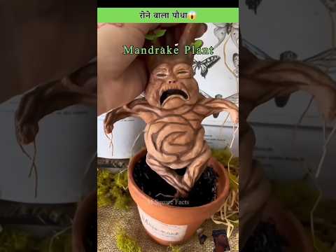 रोने वाला Plant 😱#amazingfacts​ #factsinhindi​ #interestingfacts​ #swimming​ #amazing​