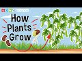 Plant Structure and Functions