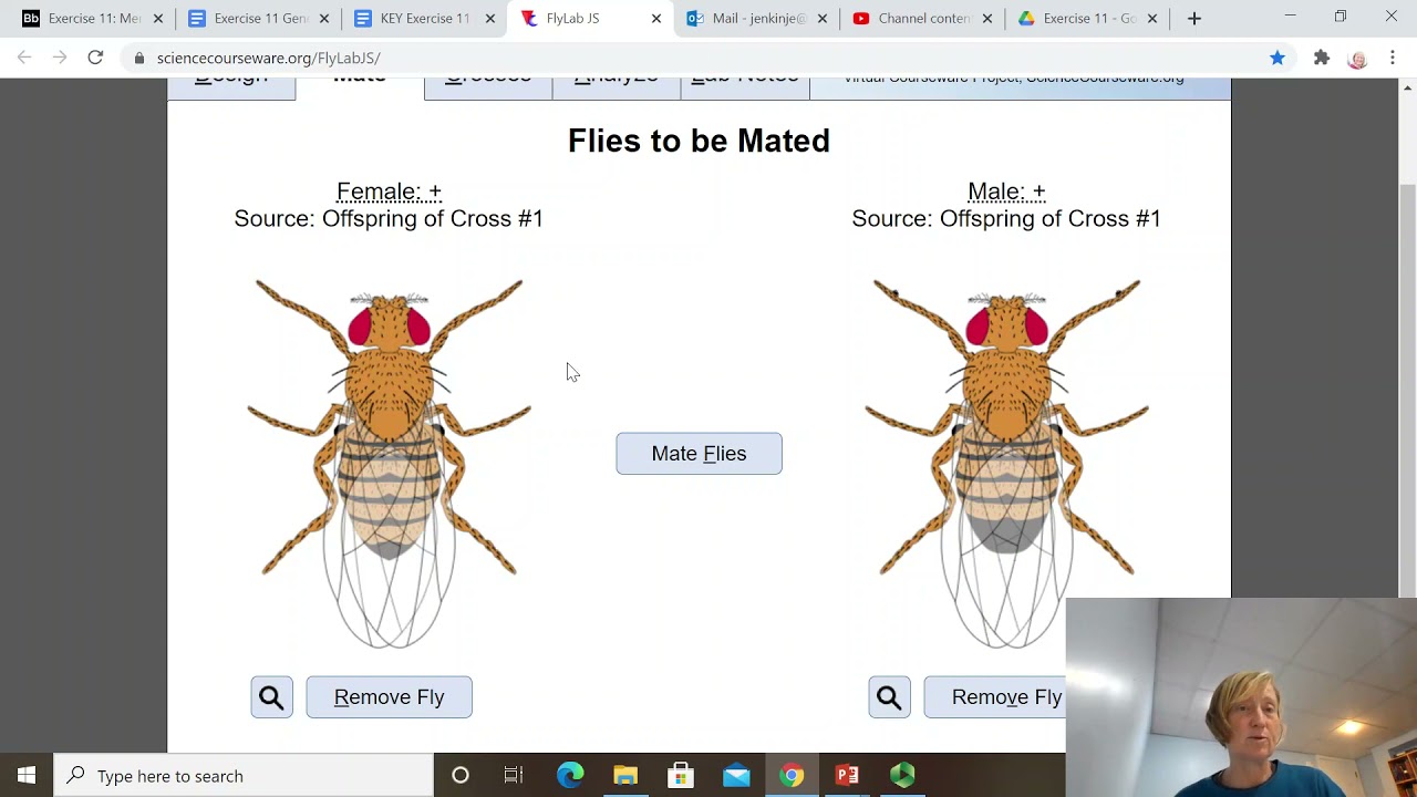 Transgenic Fly Virtual Lab Worksheet Answers: A Journey into Genetic Manipulation