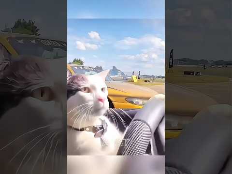 Cats Drifting 🐈 ☠️🏁