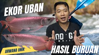 ARWANA UNIK EKOR UBAN 1 BANDING 1000. WOW BANGET IKAN ARWANA SUPERN RED..?