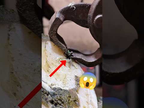 Saving a Horse From a Nail 💔 #horse #horserescue #farrier #rescue #rescueanimals #saveanimals #asmr
