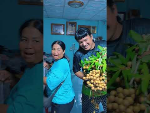 ตัดลำไยแจกคนในหมู่บ้าน | ถะโหล่โถ่ดาก