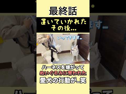 可愛すぎる結末に...笑#犬 #dog #シベリアンハスキー#かわいい #可愛い #癒し #大型犬のいる生活