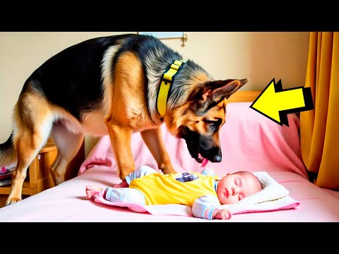 El Perro Gruñía Al Bebé Cada Noche… ¡El Padre Se Aterroriza Al Conocer La Razón! 😱