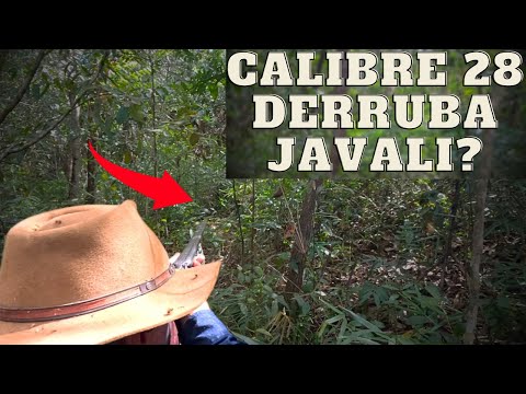 28 GAUGE NA CAÇA DE JAVALI - CONTROLE DE JAVALI - JAVALI BRASIL