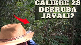 28 GAUGE NA CAÇA DE JAVALI - CONTROLE DE JAVALI - JAVALI BRASIL
