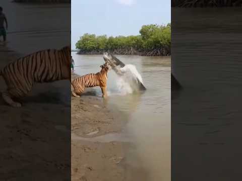 Don't Miss This EPIC Encounter Between Tiger and River Monster