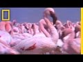 Flamingos and Monarch Butterflies Behavior
