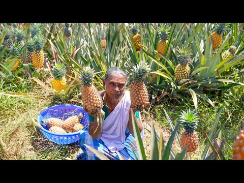 Farm Fresh Pineapple Harvesting - Let’s create some delicious treats!