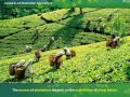 Plantation Agriculture Concepts and Practices