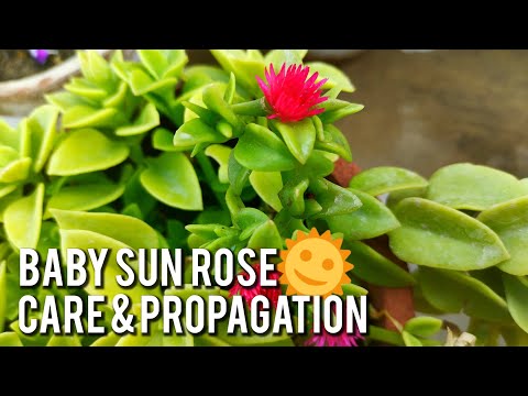 Baby Sun Rose Summer Hardy Plant Care | Baby Sunrose Care