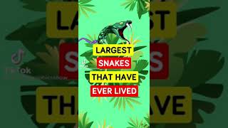 Largest Snakes Ever Lived
