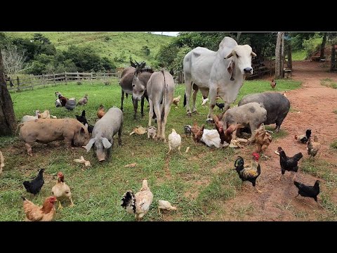 Roça Onde Noé Soltou os Animais Da Arca De Noé 2