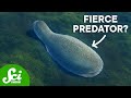Evolution of Predation in the Ediacaran Period