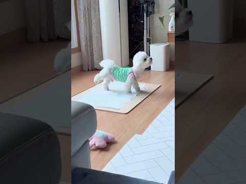 #반려견 #puppy #cute #강아지스타그램 #pets #goldenretriever #개스타그램 #animals #댕댕이 (영상출처 틱톡ID sarang_momy)